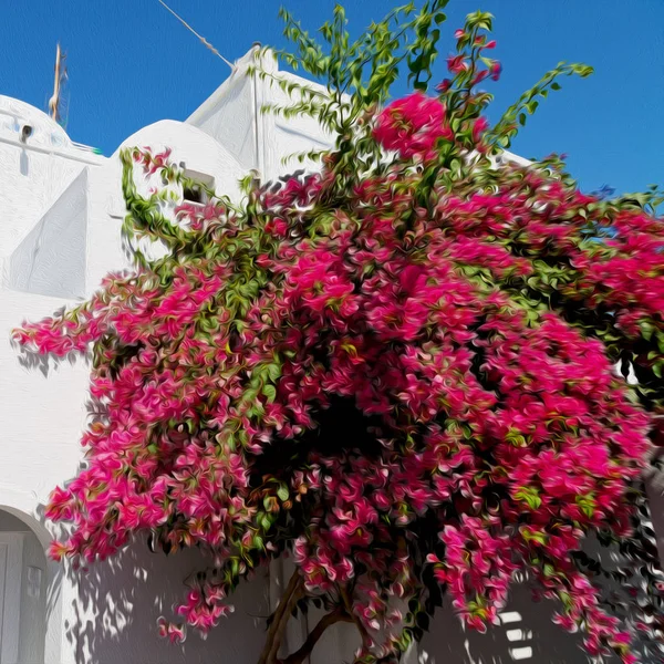 Flowers  in architecture    europe cyclades santorini old town — Stock Photo, Image