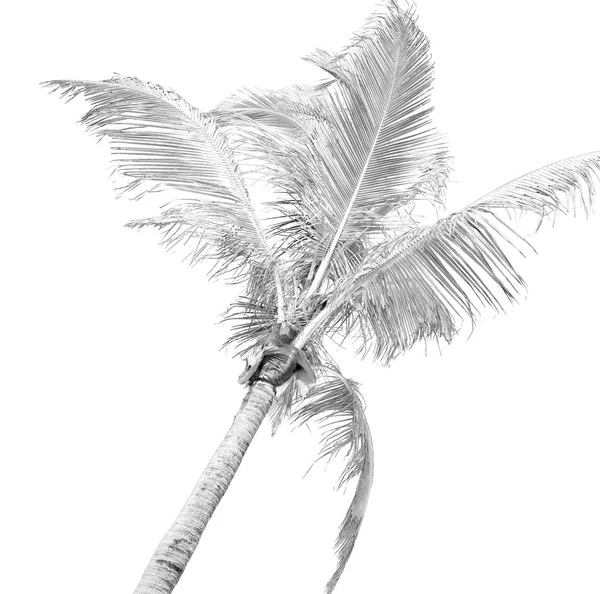 На пальме и в ясном небе — стоковое фото