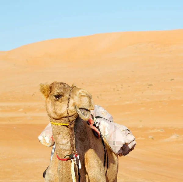 In oman lege kwartaal van woestijn een gratis dromedaris in de buurt van de hemel — Stockfoto