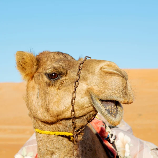 Em oman vazio quarto de deserto um dromedário livre perto do céu — Fotografia de Stock