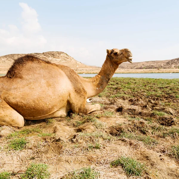 In oman camel  empty quarter of desert a free dromedary near the — Stock Photo, Image