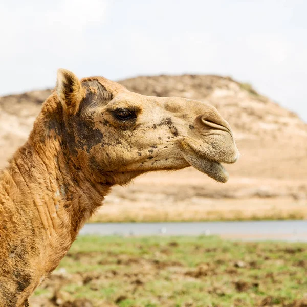 in oman camel  empty quarter of desert a free dromedary near the