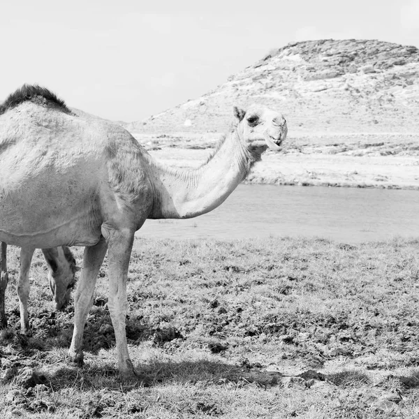 Em oman camelo vazio quarto de deserto um dromedário livre perto do — Fotografia de Stock