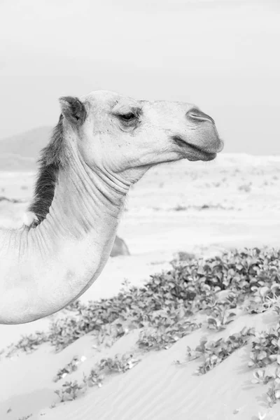 Em oman vazio quarto de deserto um dromedário livre perto do mar — Fotografia de Stock