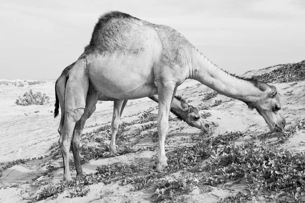 Em oman vazio quarto de deserto um dromedário livre perto do mar — Fotografia de Stock