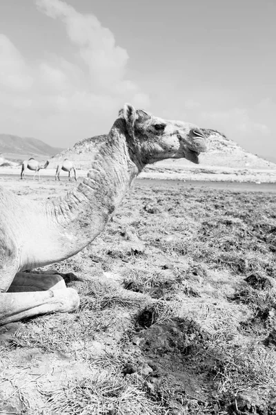 W oman camel pusty kwartał z pustynny wolna dromader w pobliżu — Zdjęcie stockowe