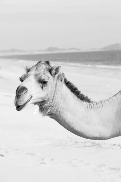 Dans oman quartier vide du désert un dromadaire libre près de la mer — Photo