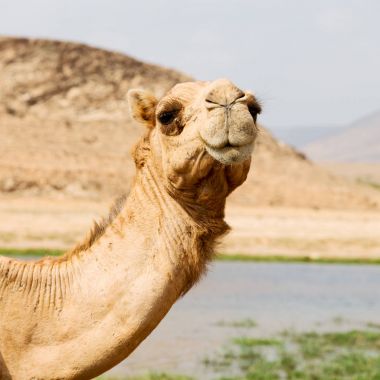 Umman deve içinde çöl dörtte bir ücretsiz dromedary yakınındaki boş.