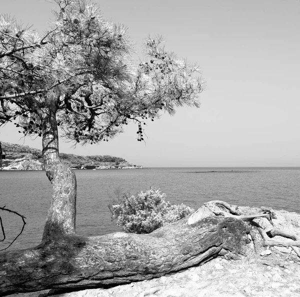 Mediterrâneo Ver Peru Europa Pinho Planta Árvore — Fotografia de Stock