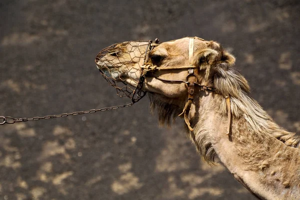 Afrika Kahverengi Dromedary Isırık Içinde Volkanik Timanfaya Lanzarote Spai — Stockfoto