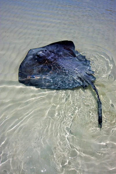 Fische Züchten Die Blaue Lagune Entspannen Sian Kaan Mexico — Stockfoto