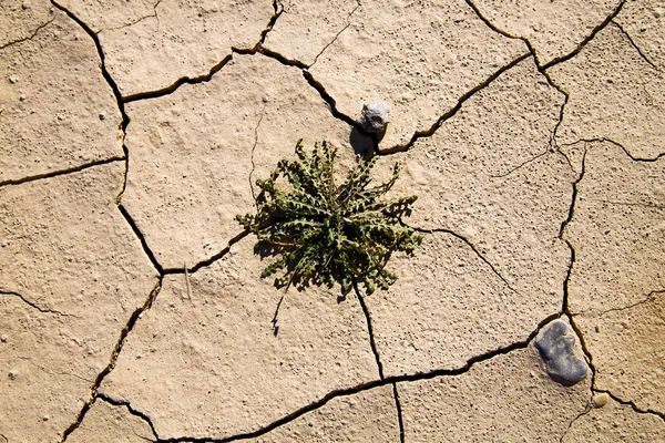 Marrom areia seca sahara arbusto pedra rocha — Fotografia de Stock