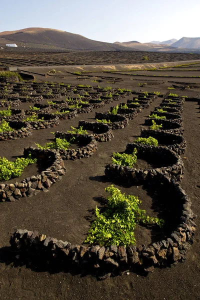 Grapes Cultivation Viticulture Winery Lanzarote Spain Geria Vine Screw Wall — Stock Photo, Image