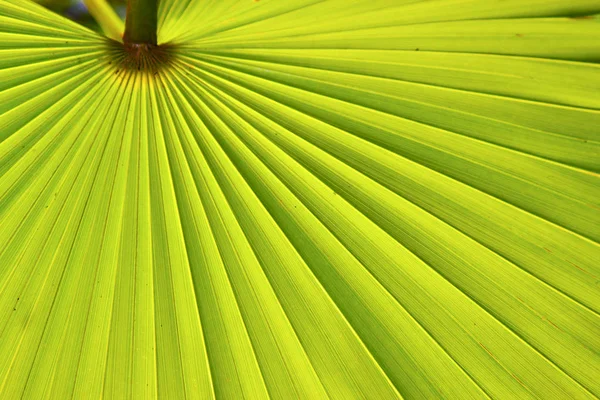 Grüne Textur Einer Palme Auf Den Bahamas — Stockfoto