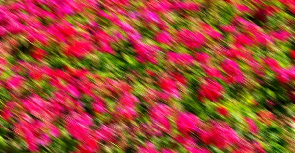 A virágok és a kert — Stock Fotó