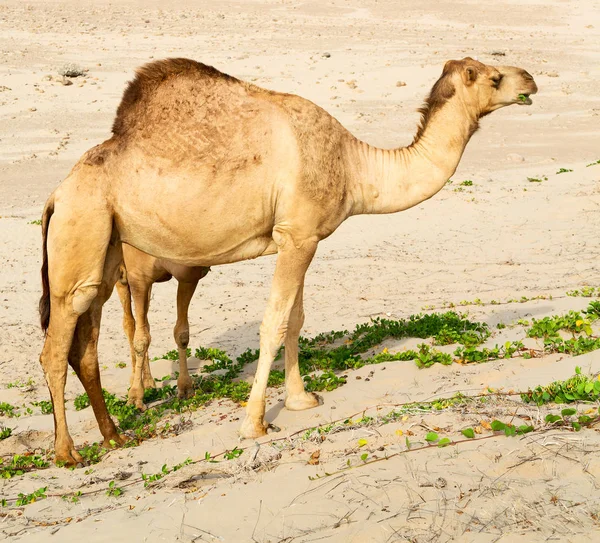 In oman lege kwartaal van woestijn een gratis dromedaris in de buurt van de zee — Stockfoto