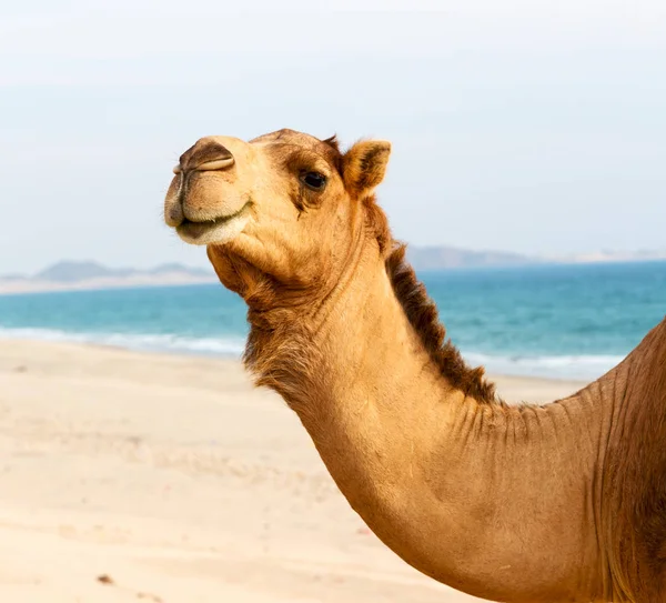 In oman empty quarter of desert a free dromedary near the  sea — Stock Photo, Image