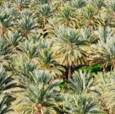 ve palm meyvelerden yüksek Umman bahçe tarımı 