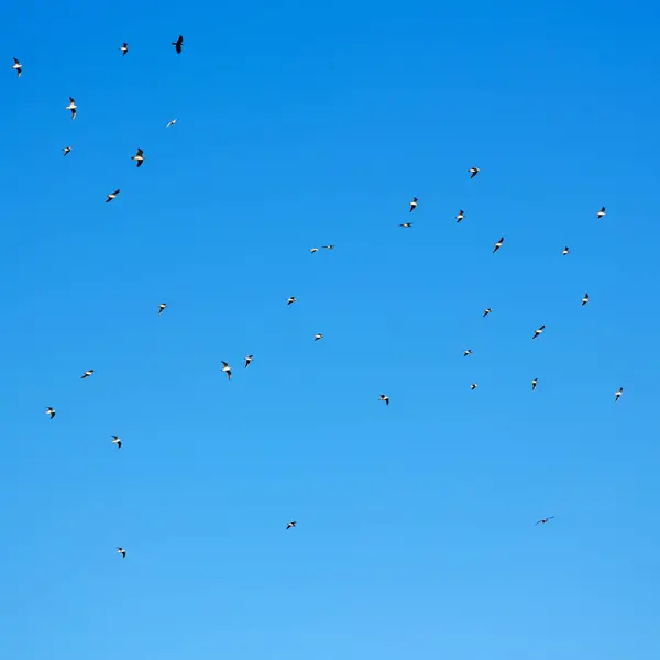 У небі птахів — стокове фото