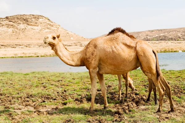 Em oman camelo vazio quarto de deserto um dromedário livre perto do — Fotografia de Stock