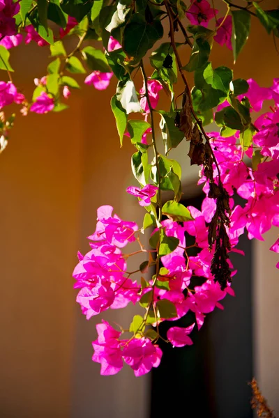 In oman flowers and garden  the spring colors — Stock Photo, Image