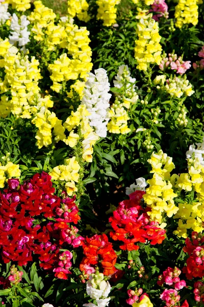 Dans les fleurs oman et le jardin les couleurs du printemps — Photo