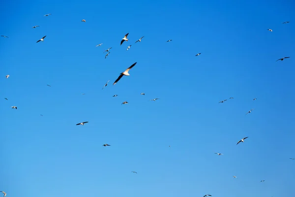 In oman the sky   of birds — Stock Photo, Image