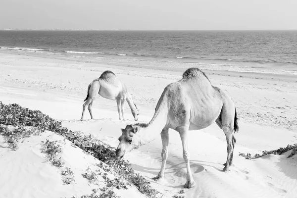 En Oman vacío cuarto de desierto un dromedario libre cerca del mar —  Fotos de Stock