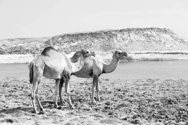 Umman deve içinde çöl dörtte bir ücretsiz dromedary yakınındaki boş. — Stok fotoğraf