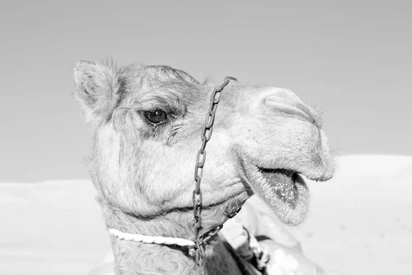 In oman vuoto quartiere di deserto un dromedario libero vicino al cielo — Foto Stock