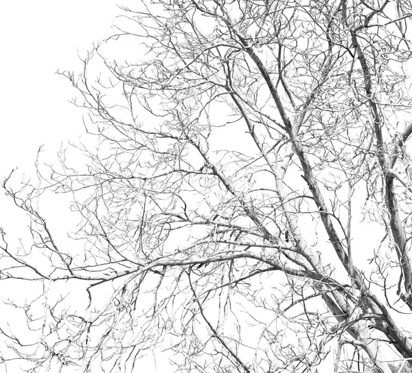 在阿曼老死树和天空光 — 图库照片
