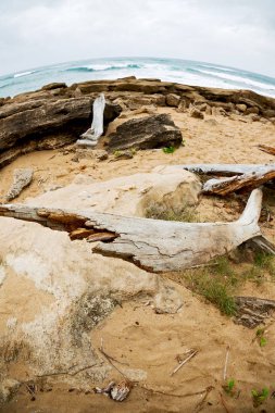 Saint lucia ve kış sezonu Güney Afrika şube ölü ağaç Sahili bulanıklık