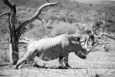   Güney Afrika yaban hayatı rezerv ve gergedan