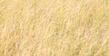 arka plan dokusu gibi Güney Afrika soyut çim bulanıklık