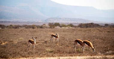 Kruger parck Güney Afrika vahşi Impala içinde kış Bush