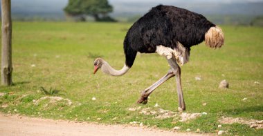 Güney Afrika mlilwane yaban hayatı doğa rezerv ve vahşi devekuşu bulanıklığı