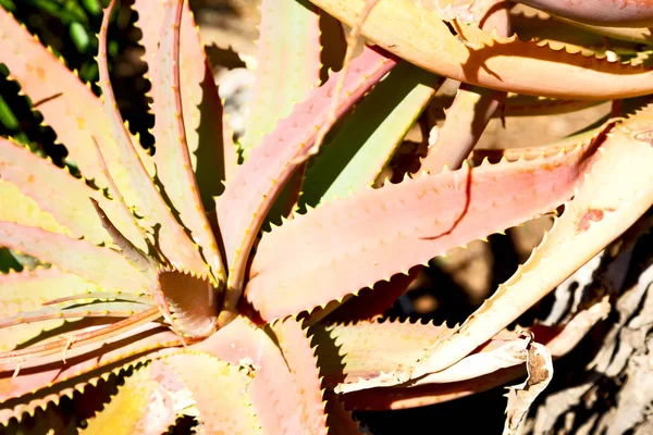 Oskärpa Sydafrika Abstrakt Löv Kaktus Växt Och Ljus — Stockfoto