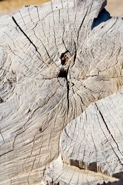 抽象肌理老年破裂的树干和背景 — 图库照片