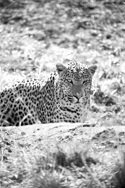 En Sudáfrica kruger parque natural leopardo salvaje —  Fotos de Stock