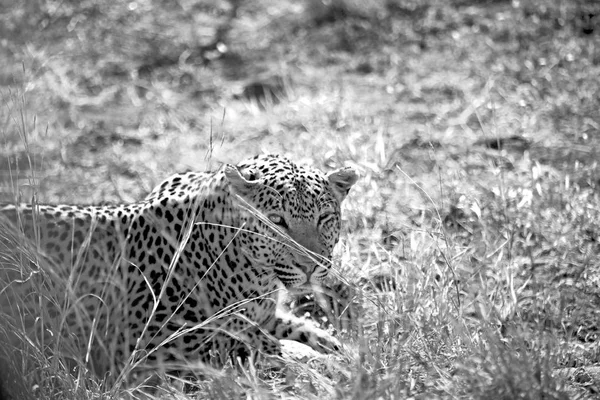 V Jižní Africe kruger parku divoké leopardí — Stock fotografie