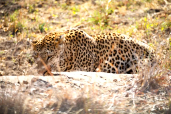 In Sud Africa kruger parco naturale leopardo selvatico — Foto Stock