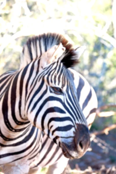 Na África do Sul reserva natural de vida selvagem e zebra — Fotografia de Stock