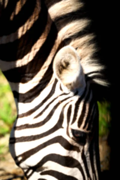 In south africa     wildlife  nature  reserve and  zebra — Stock Photo, Image