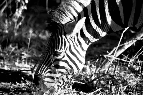 En Sudáfrica reserva natural de vida silvestre y cebra — Foto de Stock