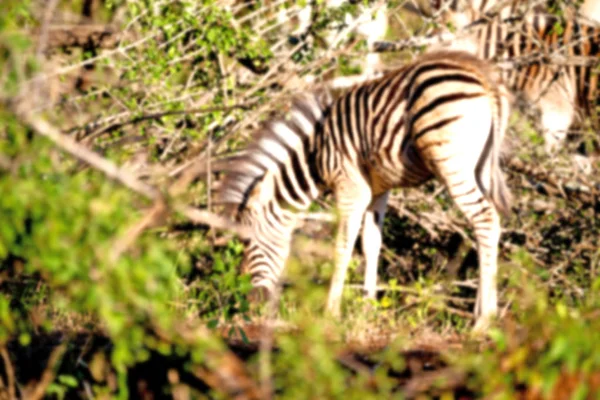 In Zuid-Afrika Wild nature reserve en zebra — Stockfoto