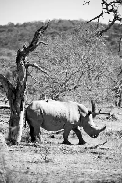 У Південній Африці заповідник дикої природи і носоріг — стокове фото