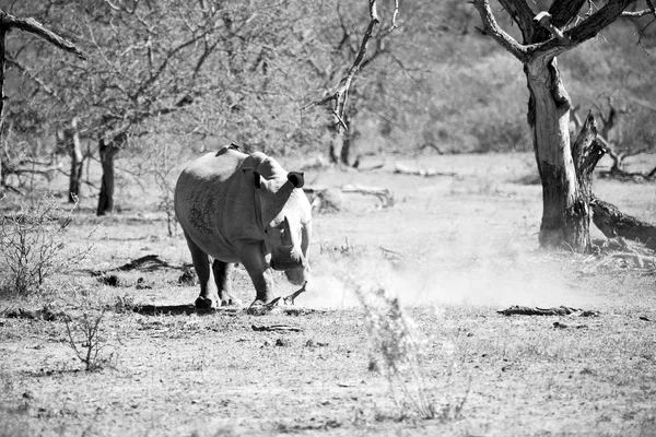 In Sudafrica riserva naturale e rinoceronte — Foto Stock