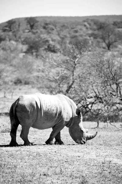 У Південній Африці заповідник дикої природи і носоріг — стокове фото