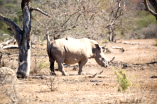 Στην Νότια Αφρική wildlife reserve και Ρινόκερος — Φωτογραφία Αρχείου