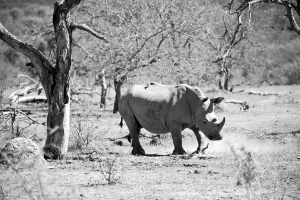 En Sudáfrica reserva de vida silvestre y rinocerontes —  Fotos de Stock